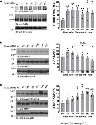 Oral Treatments With the TrkB Ligand Prodrug, R13, Promote Enhanced Axon Regeneration Following Peripheral Nerve Injury